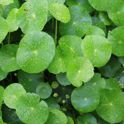 CogniSurge  Ingredient4