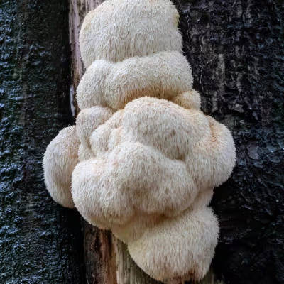 CogniSurge  Ingredient6